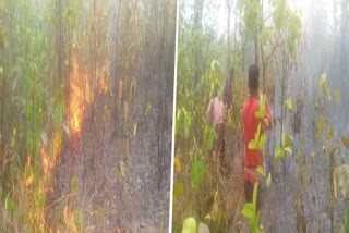 Forest catches fire in Kanksa