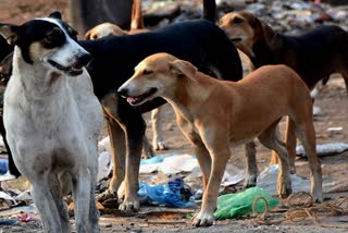 Request for help of Stray Dogs