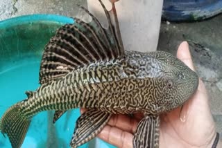 Rare fish with four eyes found in Janjgir Champa  Rare fish found in Janjgir Champa  Rare fish in Janjgir Champa  जांजगीर चांपा में दुर्लभ मछली  बिर्रा गांव  मत्स्य विभाग  सकर माउथ कैट फिश  वैज्ञानिक नाम हाईपोस्ट टोमस प्लेसोस टोमस  चार आंखों वाली दुर्लभ मछली  जांजगीर चांपा में मिली चार आंखों वाली मछली  अमेज़न स्मेल एक्जॉटिक कैट फिश  Amazon Smell Exotic Cat Fish  हाईपोस्ट टोमस प्लेसोस टोमस  अमेरिका के अमेजन नदी  chhattisgarh  നാല് കണ്ണുകളും വിമാനത്തിന്‍റെ രൂപവും  നാല് കണ്ണുകളുള്ള മത്സ്യം  ആമസോണ്‍  അപൂര്‍വ ഇനത്തില്‍പ്പെട്ട മത്സ്യം  അപൂര്‍വ ഇനത്തില്‍പ്പെട്ട മത്സ്യത്തെ കണ്ടെത്തി  ജഞ്ജഗീർ ചമ്പ  ആമസോണ്‍ സ്‌മെല്‍ എക്‌സോറ്റിക് ക്യാറ്റ് ഫിഷ്  ഹൈപോസ്‌റ്റ് തോമോസ് പ്ലെസോസ് തോമോസ്  ഏറ്റവും പുതിയ ദേശീയ വാര്‍ത്ത  ഇന്നത്തെ പ്രധാന വാര്‍ത്ത