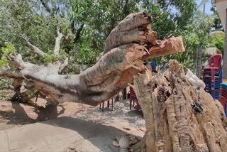 Great Banyan Tree Fall Down In Hosapete