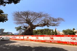 Surat News : 400 વર્ષ જુના અતિ દુર્લભ ગણાતા વૃક્ષને બચાવવાની બૂમ ઉઠી, મેટ્રોના નામે બલિ ચડી જશે?