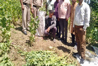 Illegal cultivation of opium in Sirmaur