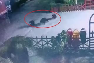 three-bears-caught-in-cctv-in-residential-area-of-sitarganj-in-uttarakhand