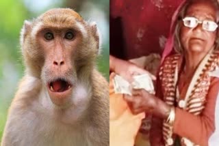 Woman bag snatched by monkey