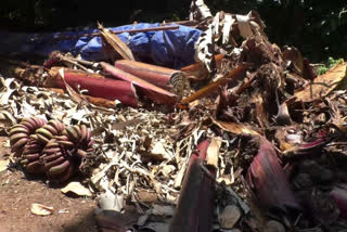 banana farming crisis in summer idukki  banana farming crisis  idukki summer  summer crisis  കടുത്ത വേനലിൽ കരിഞ്ഞുണങ്ങി വാഴകൃഷി  വാഴകൃഷി  വാഴകൃഷി പ്രതിസന്ധിയിൽ  വാഴകൃഷി നശിച്ചു  വേനൽ കൃഷി  കർഷകർ പ്രതിസന്ധിയിൽ  കൃഷിനാശം ഇടുക്കി  ഇടുക്കി കൃഷിനാശം