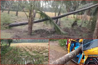 Untimely Rains Damage Crops In Konaseema