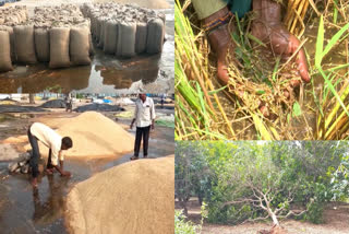 Crop Losses Due To Hailstorm