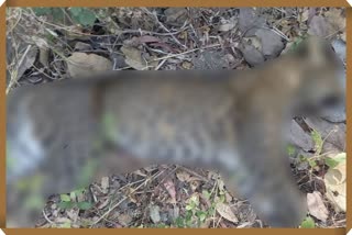 Female Leopard Hunting Satara