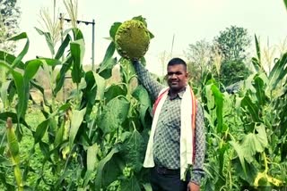 youth-farmer-from-tapi-cultivated-sunflower-flower-organically