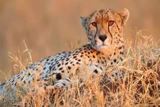 male cheetah dies in kuno national park