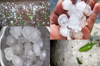 Crops Damaged Due to Hail Rains