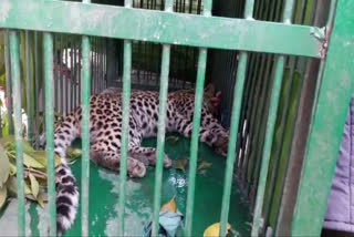 Bagha Leopard Rescue