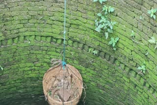 indian cobra in well