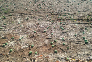 ruined mango crop in baster