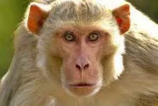 monkey fear shimla