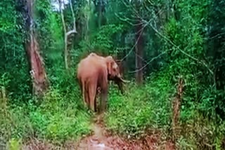 wild elephnat