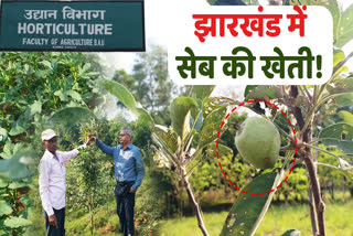 Encouraging results of research at Birsa Agricultural University of Ranchi on apple cultivation in Jharkhand