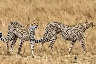 kuno national park two cheetahs died