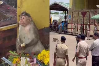 monkeys-in-chamundi-hill