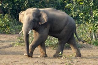 elephant attack