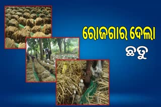 youth get success through mushroom cultivation