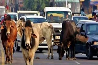 Stray Cattle : રસ્તા અને રખડતા ઢોર મામલે હાઇકોર્ટની લાલ આંખ, ગ્રાઉન્ડ રિપોર્ટ રજૂ કરવાનો AMCને આદેશ