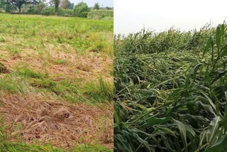 crops damage due to heavy rain