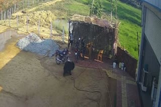 Bear entered Buildmart in in kanker