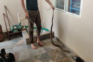 Betul Snake Rescue