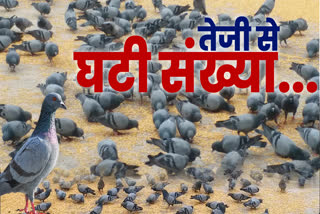 Historical Pigeon House of Ajmer, number of pigeons decreased rapidly