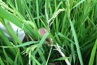 crop loss in bargarh