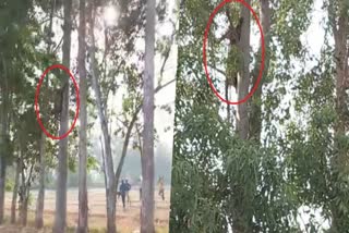 Leopard climbs on a tree  Leopard climbs on a tree while residents chased  viral video  Leopard  Leopard spotted in Uttar Pradesh Pilibhit  Uttar Pradesh  Pilibhit  ജനവാസമേഖലയിലെത്തി പുള്ളിപ്പുലി  നാട്ടുകാര്‍ തുരത്തിയതോടെ മരത്തില്‍ കയറിയൊളിച്ചു  വൈറല്‍ വീഡിയോ  പിലിഭിത്  പുള്ളിപ്പുലി  പുലി  ഗജ്‌റൗള പൊലീസ് സ്‌റ്റേഷൻ  പൊലീസ്