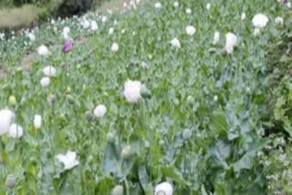 Mandi police destroyed opium plants