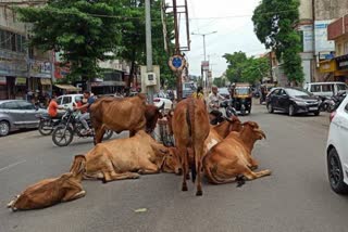 Ahmedabad News: AMCના કોન્ટ્રાક્ટરની મનમાની, 15 નોટિસ છતાં કોઈ જવાબ નહીં