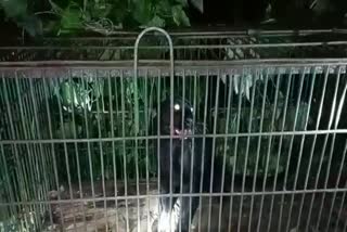 Black Panther Caged in Moran