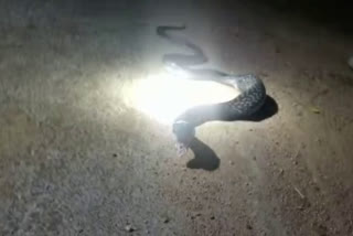 snake spewed rat in shivpuri