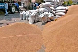 wheat procurement in bhiwani