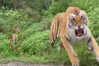 Tiger chases tourists on jeep  Tiger chases tourists  tourists on jeep during jungle safari  jungle safari  viral video  Jim Corbet National park  വിനോദസഞ്ചാരികളുടെ വാഹനത്തിന് നേരെ  വാഹനത്തിന് നേരെ പാഞ്ഞടുത്ത് കടുവ  വാഹനം പിറകോട്ടെടുത്ത് ഡ്രൈവര്‍  വീഡിയോ വൈറല്‍  ഉത്തരാഖണ്ഡ്  ദേശീയോദ്യാനത്തില്‍ ജംഗിള്‍ സഫാരി  ജംഗിള്‍ സഫാരി  വിനോദസഞ്ചാരികള്‍  കടുവ  ജിം കോര്‍ബറ്റ് ദേശീയോദ്യാനം  ജിം കോര്‍ബറ്റ്