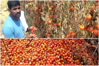 Tomato farmers are suffering
