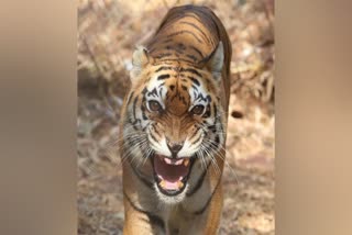 Tiger Attack in Jim Corbett National Park