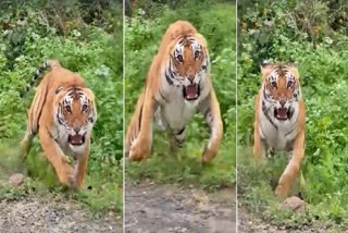 Tiger Attack On Tourists In Jim Corbett National Park