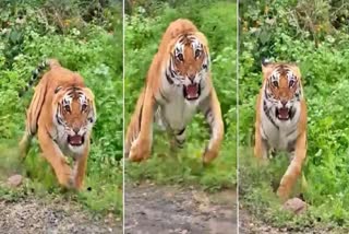 Tiger Attack