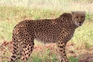 female cheetah Asha