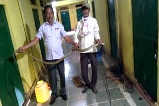 shivpuri 10 feet snake enter in house