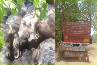 container full of buffaloes seized in pann