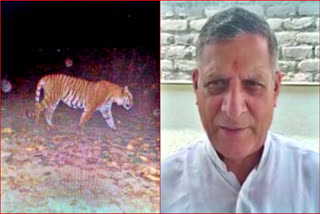 Bengal Tiger in National Treasure Part