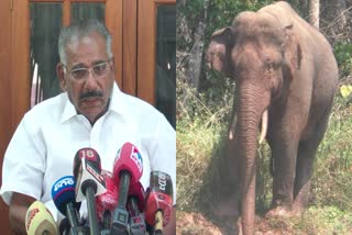 അരികൊമ്പന്‍ ദൗത്യത്തില്‍ നിന്ന് പിന്‍മാറില്ല  mission arikomban  വനം മന്ത്രി എ കെ ശശീന്ദ്രന്‍  മിഷൻ അരിക്കൊമ്പൻ  ചിന്നക്കനാൽ  wild life  elephant attack  kerala leading  trending story