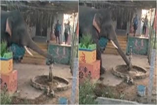 Viral Video: An elephant drank water from a hand pump