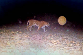 BImage of Bengal tiger captured on camera in Kalesar National Park