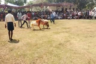 Mariamma Tirunalla fair in Suryapet